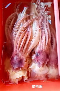 生鮮食品線上訂購│阿根廷花魷魚│海鮮冷凍食材