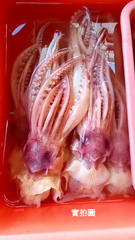 生鮮食品線上訂購│阿根廷花魷魚│海鮮冷凍食材