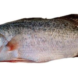金目鱸魚 約600g±20％（代殺清） ﹍ 104-0872：圖片 2