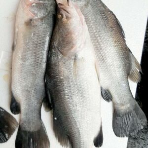 金目鱸魚 約600g±20％（代殺清） ﹍ 104-0872