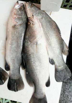 金目鱸魚 約600g±20％（代殺清） ﹍ 104-0872