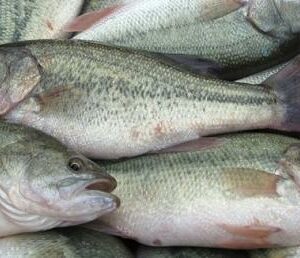 加州鱸魚 約600g±20％（代殺清） ﹍ 104-0888：圖片 2