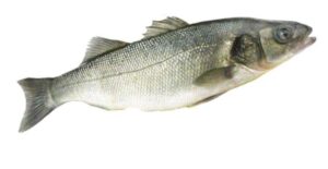 加州鱸魚 約600g±20％（代殺清） ﹍ 104-0888