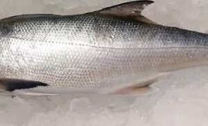 午仔魚 約300g±20％（代殺清） ﹍ 104-0894：圖片 2