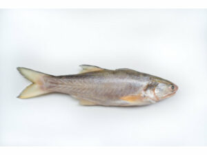 午仔魚 約300g±20％（代殺清） ﹍ 104-0894