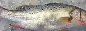 七星鱸魚 約600g±20％（代殺清） ﹍ 104-0895：圖片 2