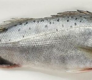 七星鱸魚 約600g±20％（代殺清） ﹍ 104-0895：圖片 3