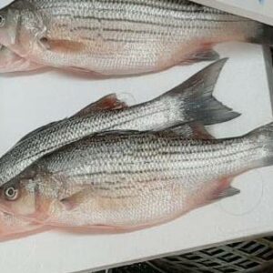 七星鱸魚 約600g±20％（代殺清） ﹍ 104-0895