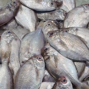 澎湖肉魚 / 肉鯽仔 600g / 約5-7尾（代殺清） ﹍ 104-0899：圖片 3