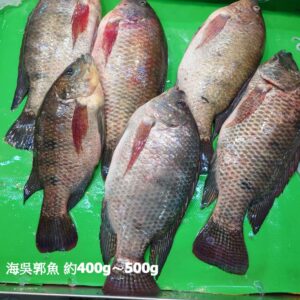 海水吳郭魚 約400g～500g±20％（代殺清） ﹍ 104-0903：圖片 2