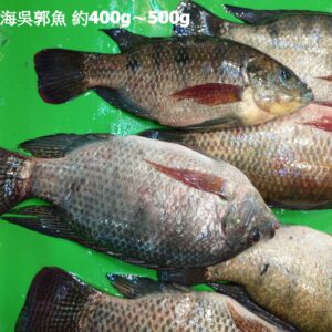 海水吳郭魚 約400g～500g±20％（代殺清） ﹍ 104-0903：圖片 3