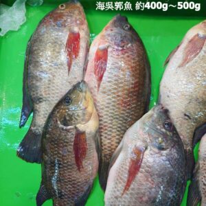 海水吳郭魚 約400g～500g±20％（代殺清） ﹍ 104-0903