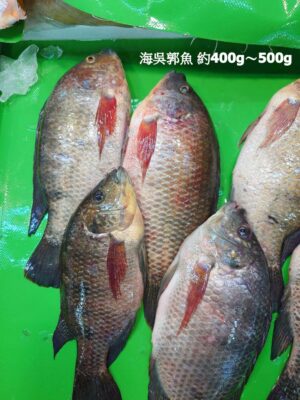 海水吳郭魚 約400g～500g±20％（代殺清） ﹍ 104-0903