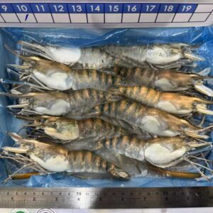 《快速成團》活凍泰國蝦 500g/10P ﹍ 962-0768 ➡️ ＄300（原價＄450）